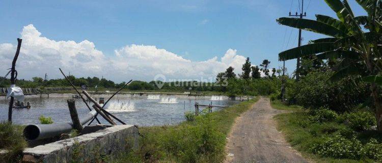 TAMBAK AKTIF UNDER NJOP BANYUWANGI JAWA TIMUR 1