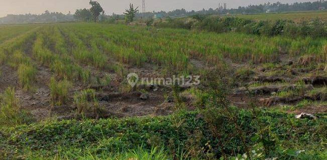 Dijual Lahan Sawah Di Bugangin Kendal  1