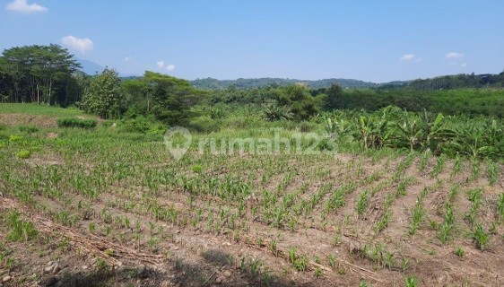 Tanah Super Luas Dekat Dengan Universitas Ternama Di Gunungpati Semarang 1