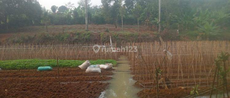 Tanah Luas Kebun Pertanian Hunian Perdana Investasi Menarik Legal SHM 1