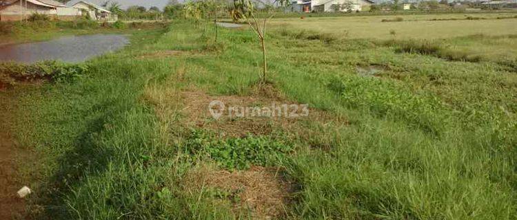 Tanah Untuk Bangun Gudang Pinggir Jalan Dekat Jalan Pantura Losarang 1