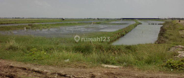 Tanah Tambak Pinggir Jalan Pertamina Dan Dekat Jalan Pantura Lohbener 1