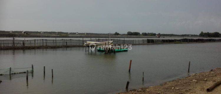 Tanah Tambak Untuk Vaname Dekat Pantai Pamanukan Tegal Urung 1