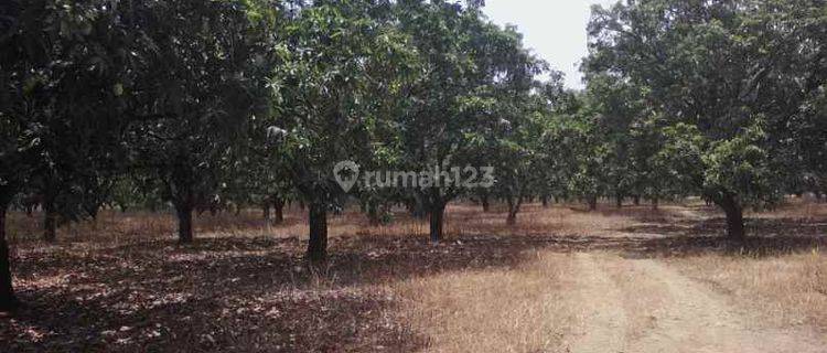 Tanah Dan Kebun Mangga Subur Strategis Deket Kota Gantar Indramayu 1