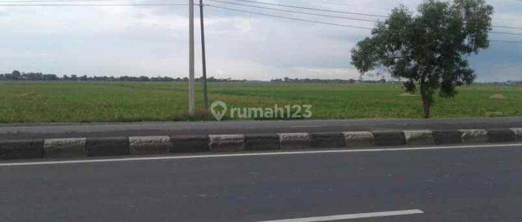 Tanah Sawah Bisa Peruntukan Gudang Strategis Pinggir Jalan Raya Pantura di Lohbener 1