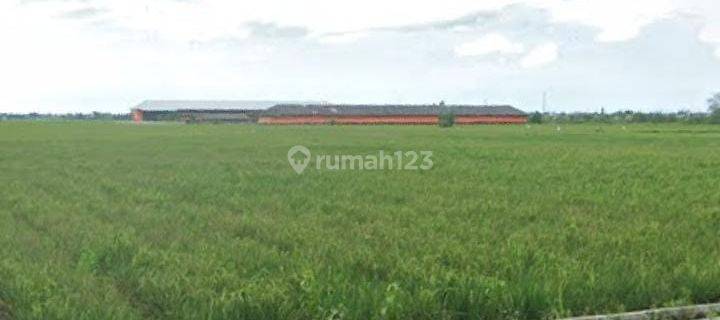 Tanah Untuk Perumahan Subsidi Pinggir Jalan Raya Sukamanah Sukahurip Sukatani Bekasi 1