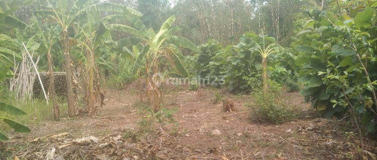 Tanah Untuk Bangun Kandang Dekat Jalan Propinsi Subang Cikamurang Desa Sanca 1