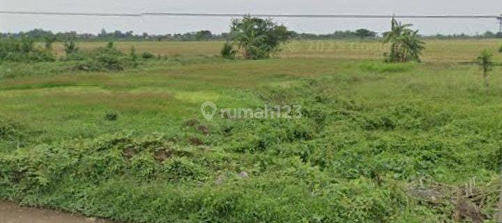 Tanah Untuk Bangun Usaha dan Gudang Pinggir Jalan Raya Pantura Lohbener Indramayu 1