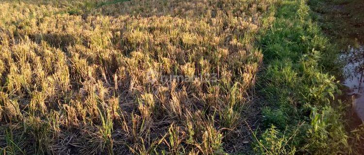 Tanah Untuk Ruang Usaha Pinggir Jalan Raya Gabuswetan Karangsinom 1