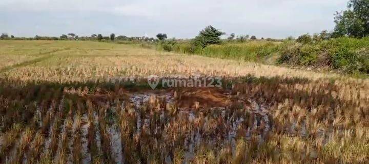 Tanah Untuk Industri Dan Gudang Pinggir Jalan Raya Pantura Santing Losarang Indramayu 1