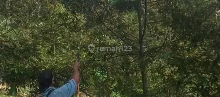 Kebun Siap Panen Di Pandeglang 1