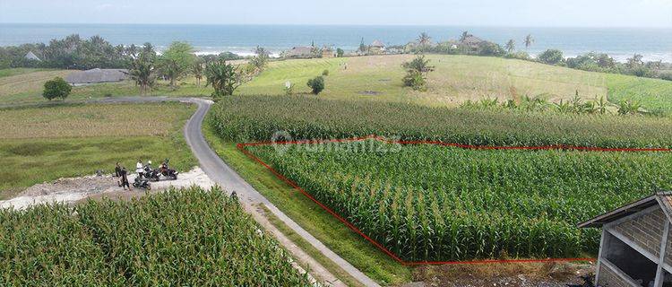 Ricefield Land With Ocean View  1