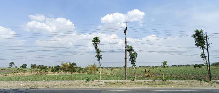 Tanah Paking Murah Di Jl Raya Mantup Lamongan Cocok Utk Gudang Dan Tempat Usaha  1