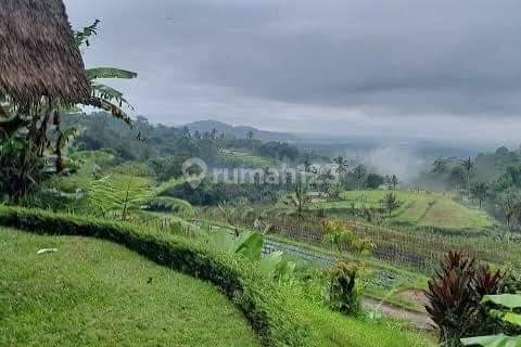 Tanah SHM di Bedugul Bali View Bagus Fasilitas Lengkap 1