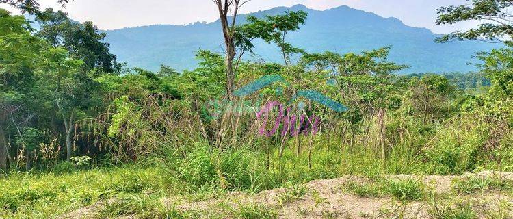 KAVLING DI DESA PABUARAN SUKAMAKMUR BOGOR 1