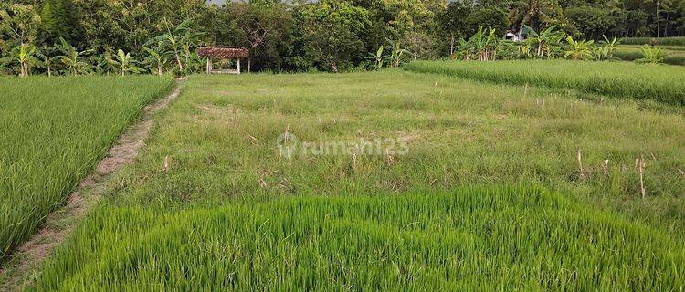 Tanah Dekat Pasar Sentolo Kulon Progo Yogya 1