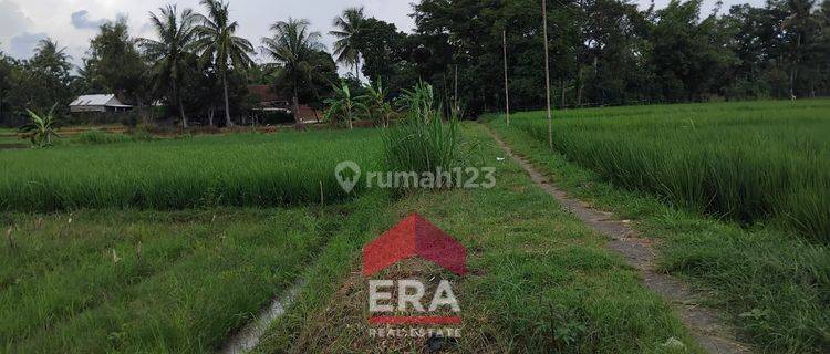 Tanah Sawah SHM Dekat Stasiun Sentolo Kulon Progo 1