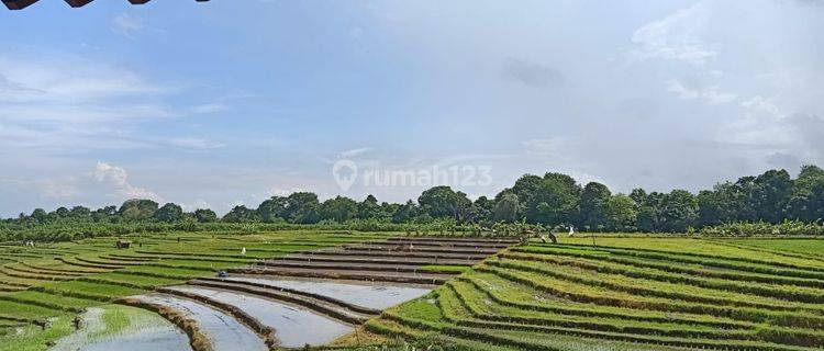 Villa Cantik dengan View Sawah Abadi di Tumbak Bayuh, Pererenan Canggu..15 menit ke Pererenan Beach dan 20 menit ke Berawa beach serta Atlas Beach Fest  1