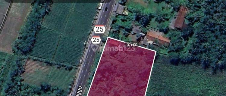  Tanah Murah SHM di Raya kalah lumajang, Kedungjajang Jatim 1