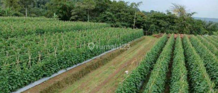 Tanah/Kavling Desa Wanayasa, Curug Cipurut, Purwakarta, Cocok untuk Area Pariwisata 1