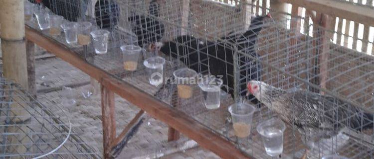 Lahan utk Kebun & Peternakan Ayam di Jonggol 1