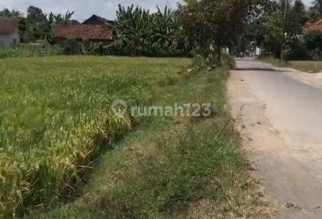 Tanah Industri di Kedungrejo, Muncar Banyuwangi SHM 2.000 m² 1