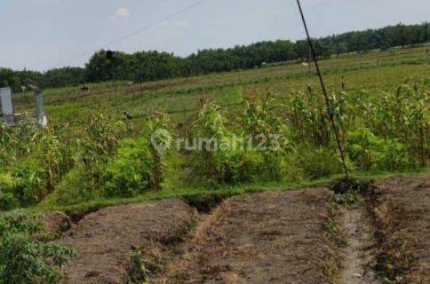 Di jual tanah murah lengkong nganjuk zona industri 1