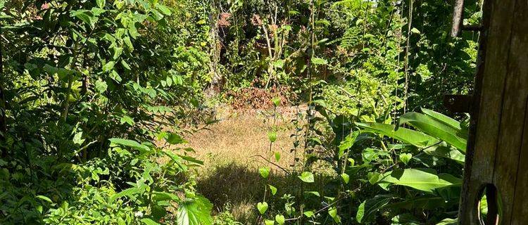 Freehold Land Central Ubud Perfectly Suitable For Commercial Property  1