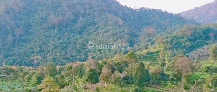 Great Investment Unobstructed Views Gessing Bedugul 1,5 Hectare To 3 Hectare Freehold Land Suitable For Resort Development. 1