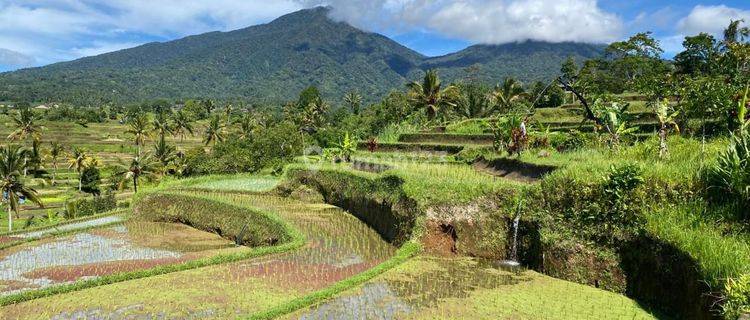 Stunning Mountain And Ricefields View 7.100 Sqm Freehold Land Jatiluwih 1