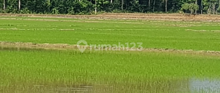 1623. Tanah Pertanian Sawah di Jl Bakka Bosso, Walenrang Utara 1