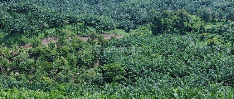 Kebun Kelapa Sawit, lungkang Kule, Kinal, Kab. Kaur, Bengkulu 1