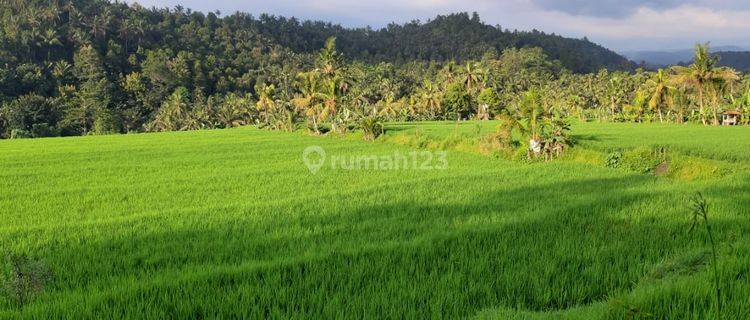 Tanah Daerah Persawahan Singaraja Bisa Bangun Villa Turun Harga 1