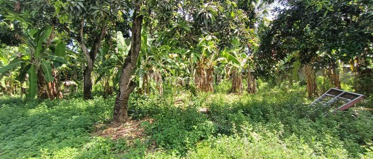 Jual Cepat Tanah Lokasi Strategis 10 Menit Jalan Kaki Ke Pantai,View Pantai & Bukit Di Gerokgak Singaraja 1