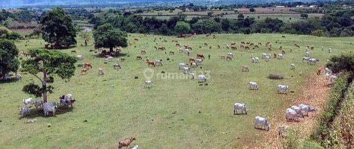 Lahan Ternak Sapi di Sumbawa Lombok Ntb 1
