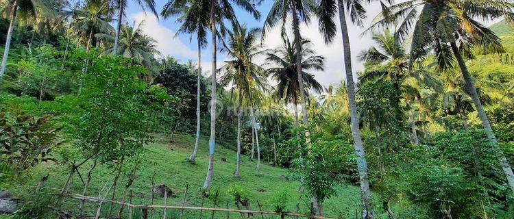 Tanah di Kerandangan Cocok Untuk Villa  1