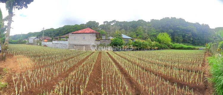 Tanah View Gunung di Candikuning Bedugul 1