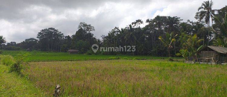 Tanah Tegalan di Raya Pejeng Tampaksiring  Dekat Ubud  1