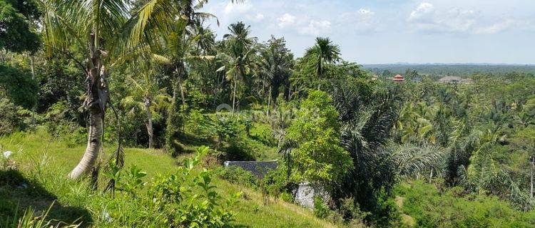 Tanah Full View Hutan dan Gunung di Kedisan TEGALLALANG 1