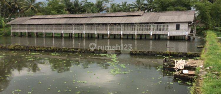 Tambak Ikan Lokasi di Ciawang Tasikmalaya 1