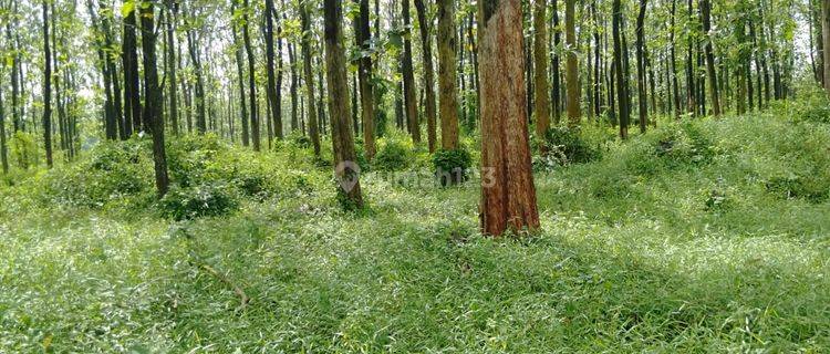 Jual Tanah Kebun Jati Pinggir Jalan Subang Cocok Untuk Investasi 1