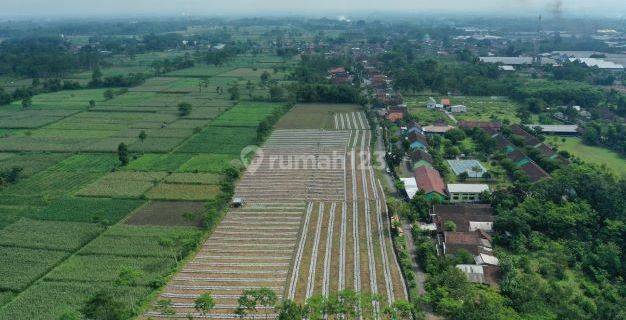 Tanah 2,4 Hektar di Lumajang Cocok Untuk Komersil 1