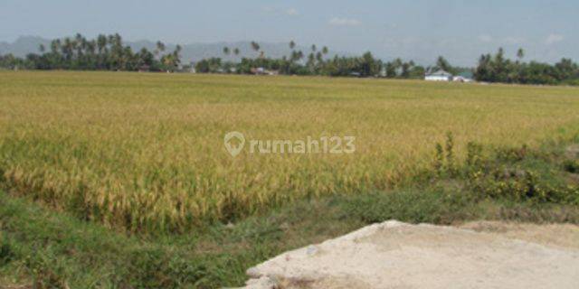 Tanah Komersil, Lbr 300m, Total Lt. 10.000m2 di Gorontalo. 12505 1