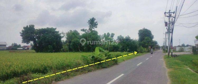 Tanah Sawah Strategis Pinggir Jalan Raya Masaran Sragen 1