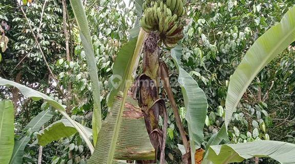 Jual Cepat Dan Murah Tanah Desa Di Cileles Lebak Banten 1