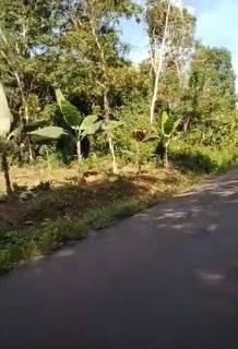 Jual Cepat Dan Murah Tanah Kebun Di Cileles Lebak Banten 1