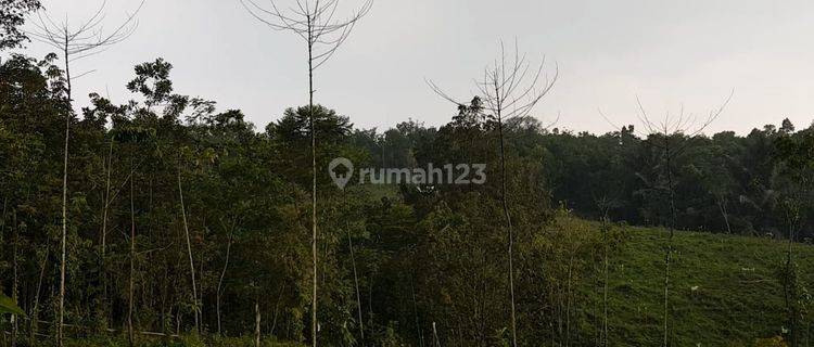 Tanah Harga Murah Di Cipanas Lebak Banten 1