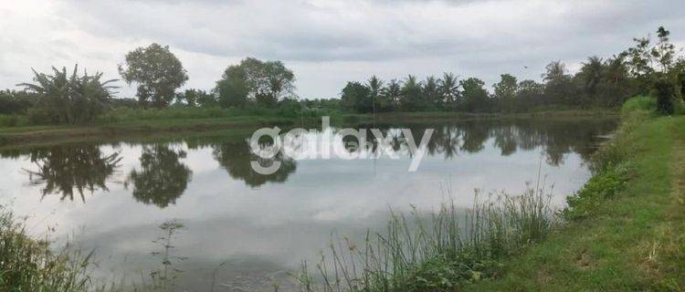 JUAL TANAH TAMBAK 4,5 HA TANAH MERAH SUMENEP MADURA 1