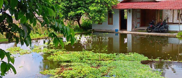 Rmh Villa Asri, 2 Kolam Pancing Di Wisata Cipanas Garut 1