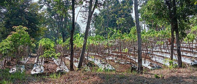 Tnh Kebun Tjn Kamuning Kuyamut Perum Puri Allegra Tarogong 1